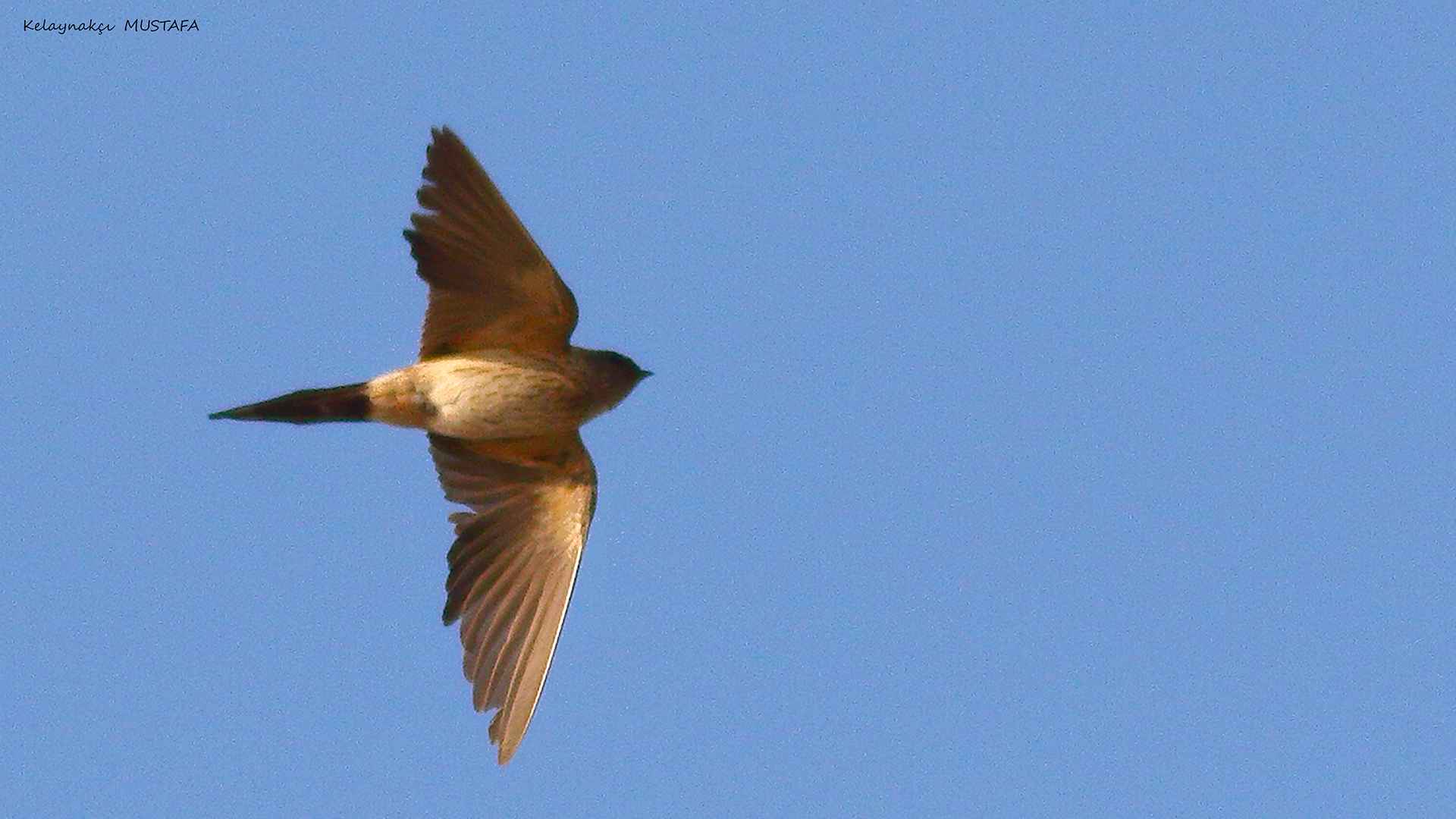 Eastern Red-rumped Swallow